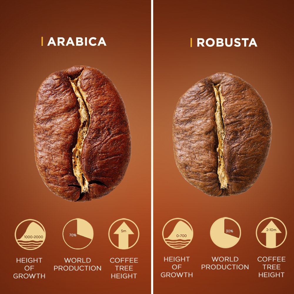 Arabica và Robusta là hai loại hạt cà phê rang phổ biến